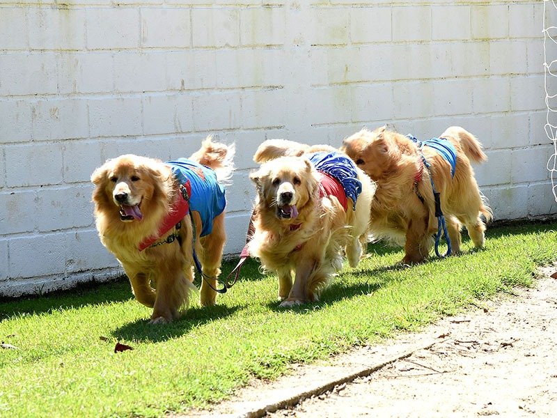 Casa Abrigo recebe projeto de Cão Terapia
